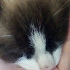 ☢️ STALCRAFT: X - ГИМН ЗАВЕТА