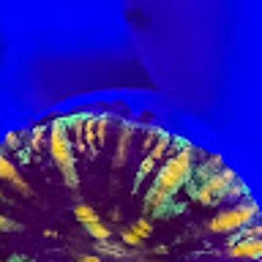l'harmonie deloitte