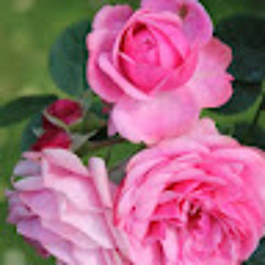 Bdour Abuhassan