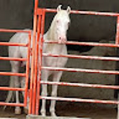 Usmangujjar Nadir khan