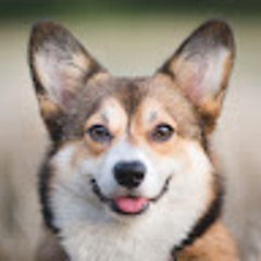 Corgi Welsh