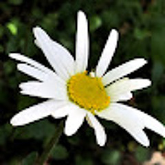 kimiaki_kagekage