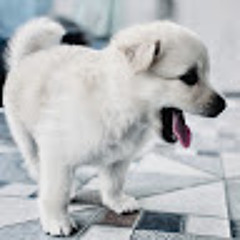 Prashanth