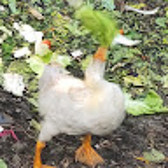 Tuấn Thắng
