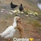 Josecapetillo574