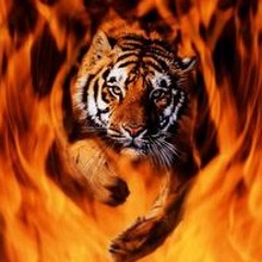 SadTiger