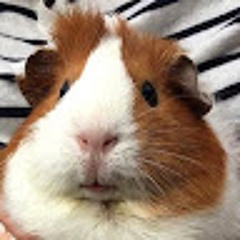비밀요원