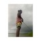 Teagan Justin Watt