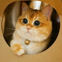 Sweet_cat