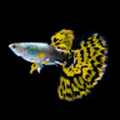 Crazyfishlover.spiderlf