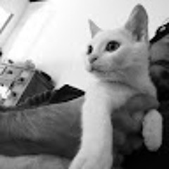 Andrea Paolo Tramonte