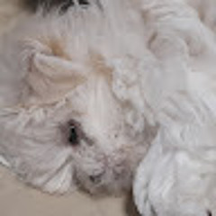 tyon