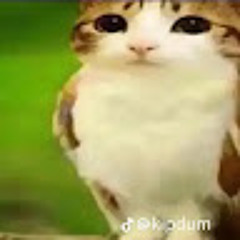 HIISIDID HIGI