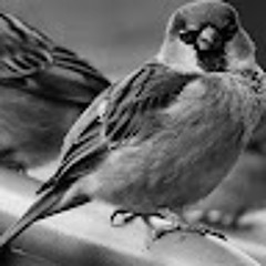 Emanuel Fernandez 13