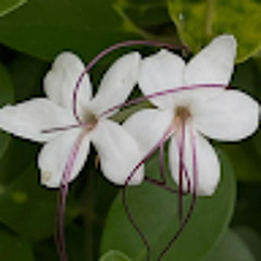 Yasmeen Hussain