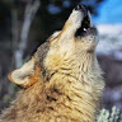 Elizabeth Richardson