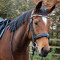 Bella Groom