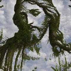 Ejudibe Ebube Unique