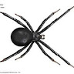 Araña System