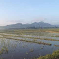Thân Trịnh Ngọc