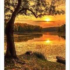 Sherin Nasser Fayed