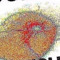 Siliticristia