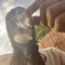 Ebk Ant