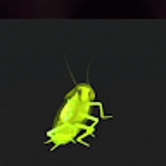 Kriket