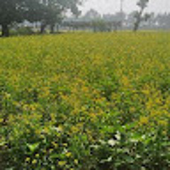 Ishak Jahan Chowdhury