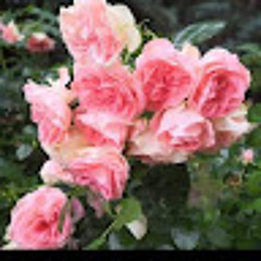 Ayesha Nazrul Shaikh