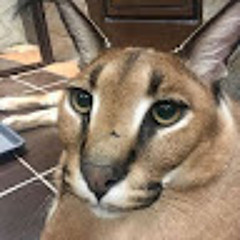 Тимур Микитюк