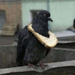 Pigeon Bling