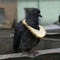 Pigeon Bling