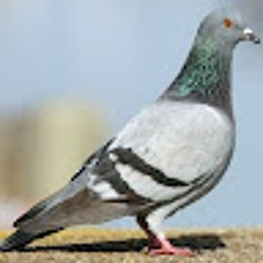 solo _pigeon