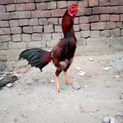 Meno Mi Nedali