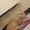 Araeddine Harbi