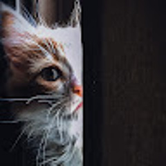 عبدالله عقلان