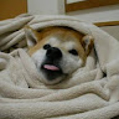 Comfy Doggo