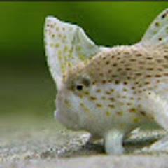 LomeSomeCrawlFish