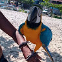 Feliipe Martiins