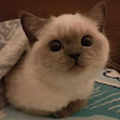 Mindoo