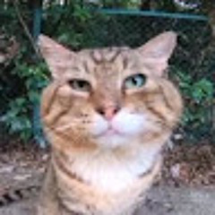 Максим Липчанский