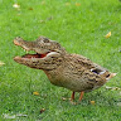 BUAYA TERBANG