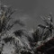 Hien29624