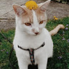 Jnet “Chinquapin” Mom