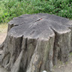 big stump