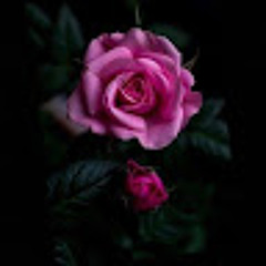 Pink Rose