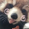 im fusioncat