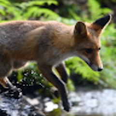 Fox Fern & Brook