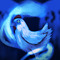 Spectral Chicken